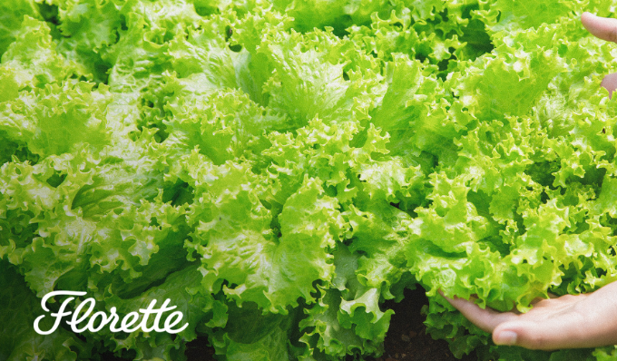 florette-caso de exito