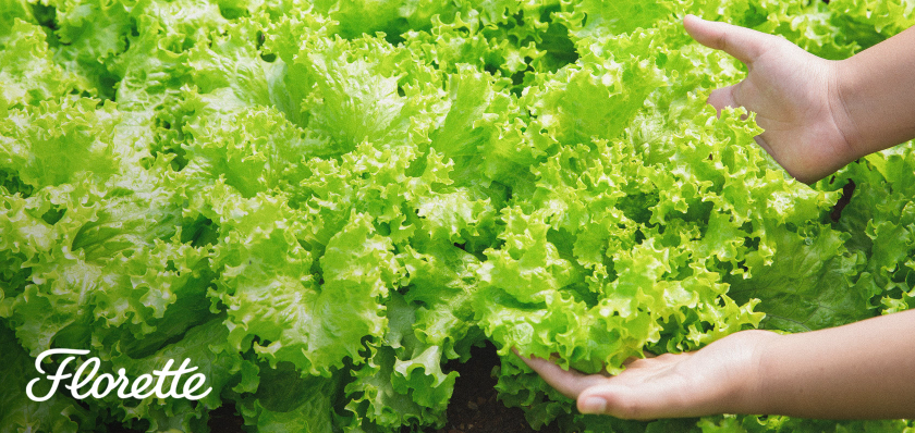 Florette destacada