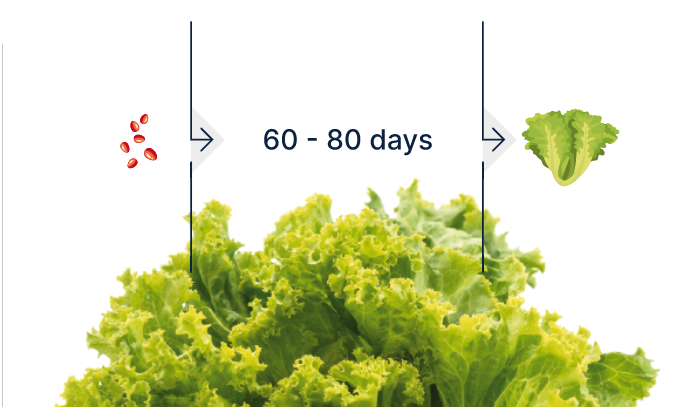 Florette data